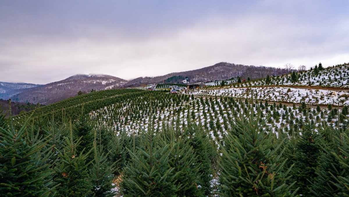 Choose & Cut Christmas Trees in NC's High Country | VisitNC.com